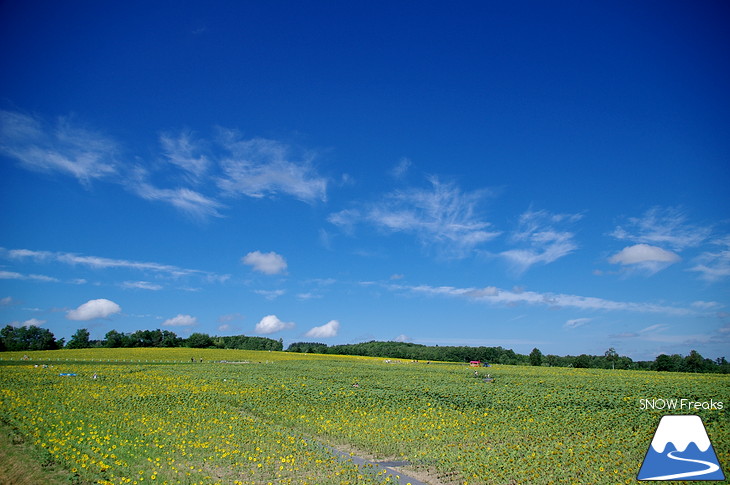 盛夏の『北竜町ひまわりの里』へ。